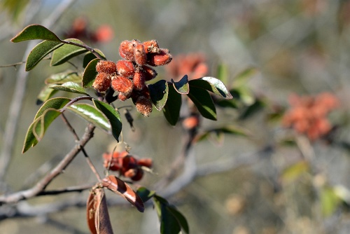 Hairy Berries  Hairy Berries